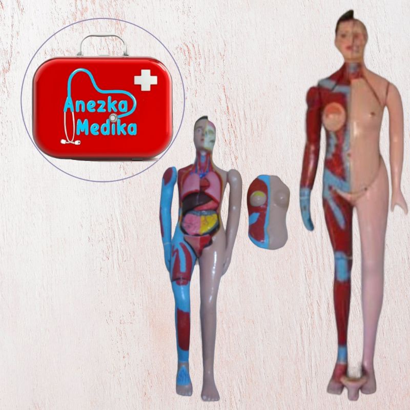 Phantom / Manikin Organ Tubuh Manusia / Torso Full Body Multifungsi