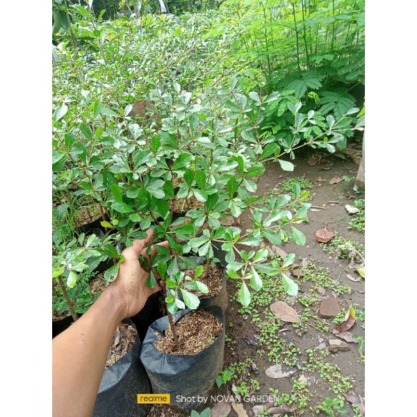 ketapang kencana bibit ketapang kencana hijau