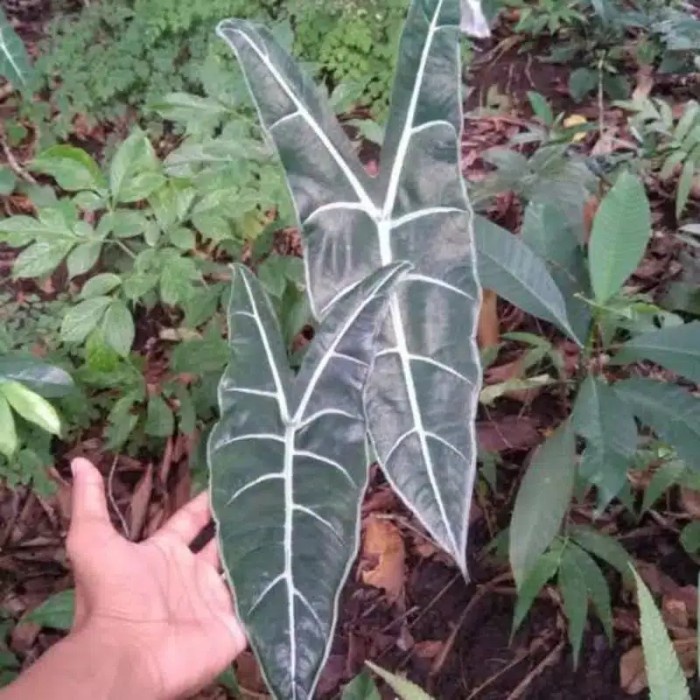 

Tanaman hias alocasia longiloba kuping kelinci