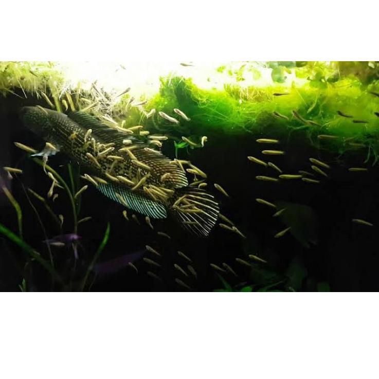 【TERMURAH】 real baby channa auranti 4cm