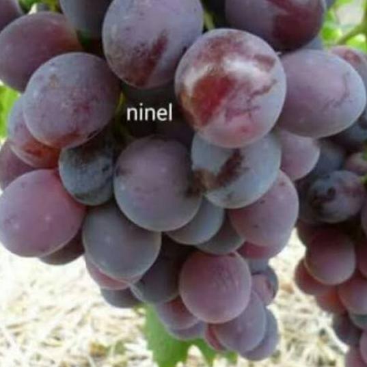 ◊ BIBIT ANGGUR IMPORT NINEL ( BIBIT ANGGUR NINEL ) ☏