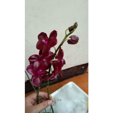 Promo anggrek bulan merah dewasa