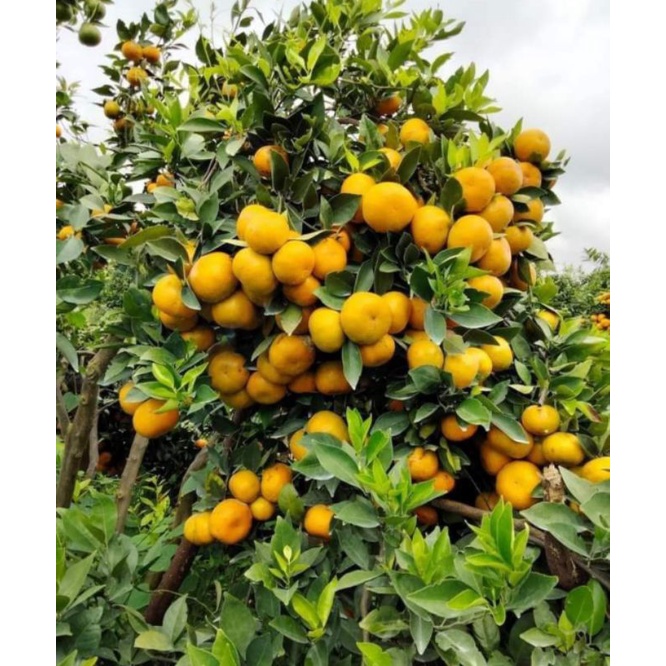 

Jeruk manis Berastagi