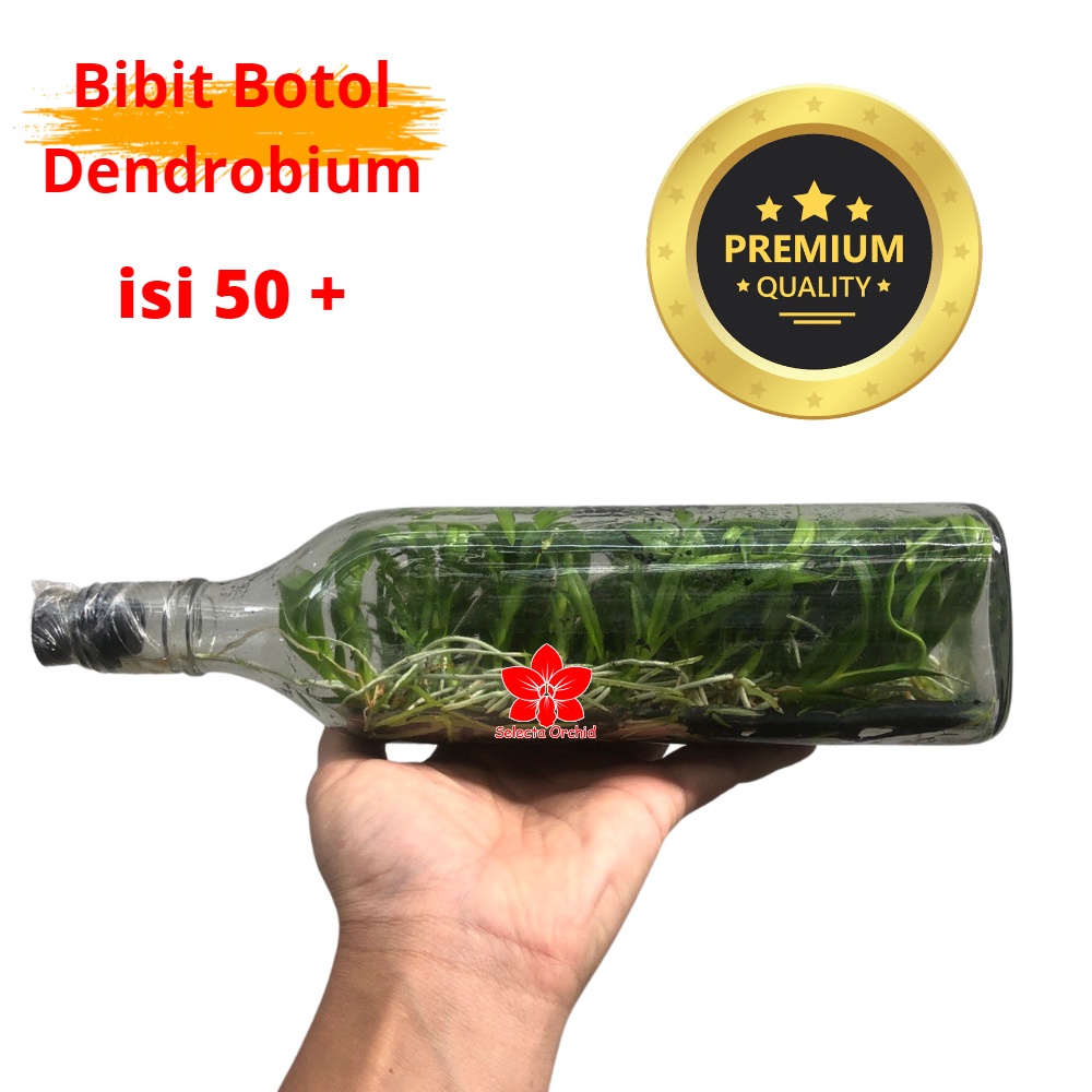 Bibit Tanaman Bunga Anggrek Dendrobium Botol - Dendro Botolan Melintir - keriting Hybrid 50+ "botol 