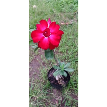 kamboja jepang adenium bunga tumpuk original dari biji termurah