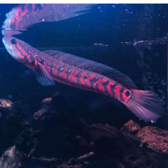 [Promo Sale] Ikan Channa Asiantica RSWS 12-13cm dan 8-10cm