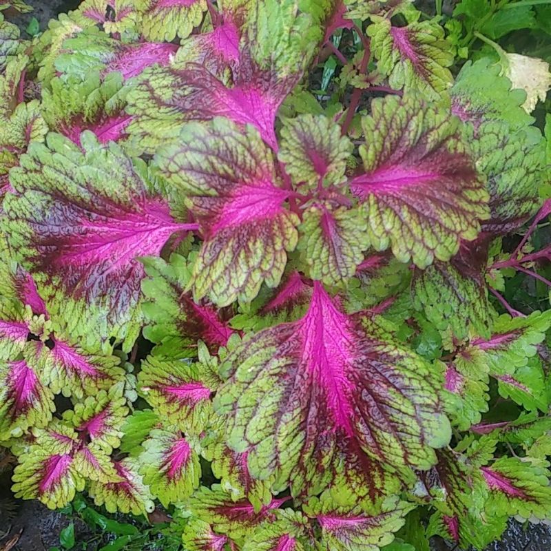 tanaman hias miana premium pink