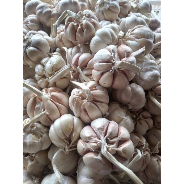 

bawang putih sico 1 kg