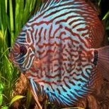 ikan hias discus red turquoise red ikan hias discus torquis merah ikan hias aquascape ikan hias air 
