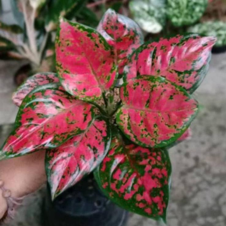 Bonus Bubble Tanaman Hias Aglonema Dut Anjamani BISA COD