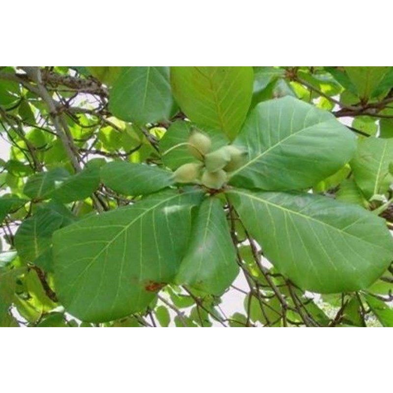 

daun katapang kering isi 12pcs