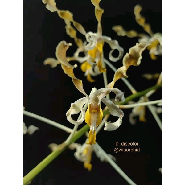 Anggrek dendrobium discolor tanimbar