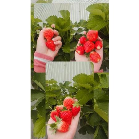 bibit strawberry california | bibit strawberry asli | bibit strawberry polybag | strawberry jumbo | 