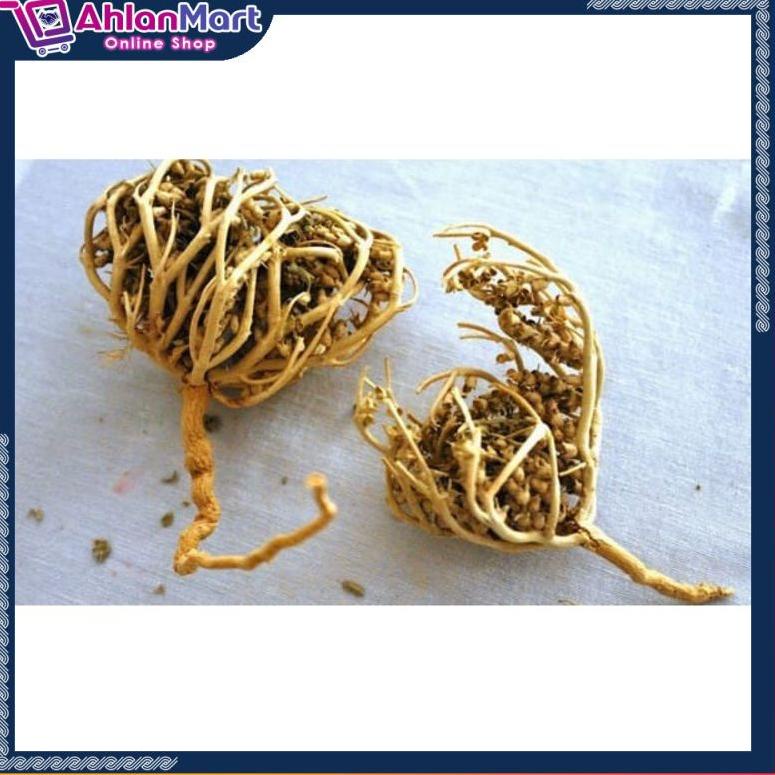 

9.9 BRANDS FESTIVAL HERBAL PELANCAR PERSALINAN RUMPUT FATIMAH SANGAT BAGUS BUAT IBU HAMIL JUGA, ORIGINAL ARAB SAUDI