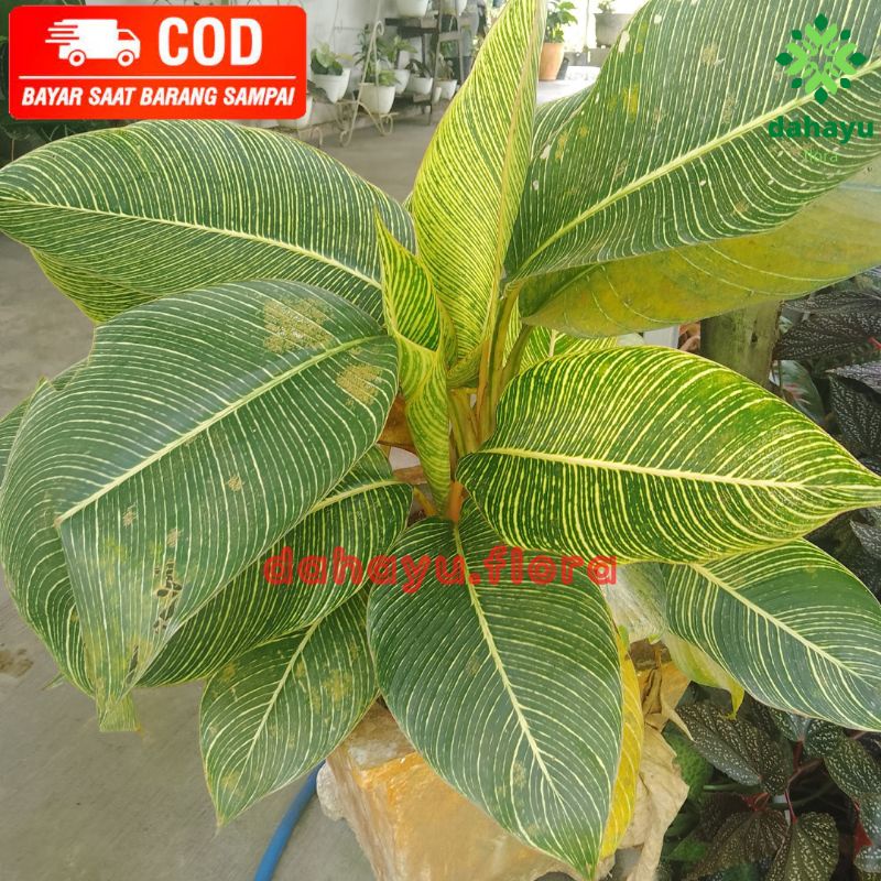 Tanaman Pisang pisangan / Heliconia Indica Striata | Dewasa