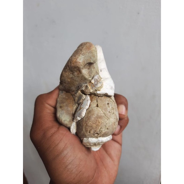 fosil keong ukuran jumbo