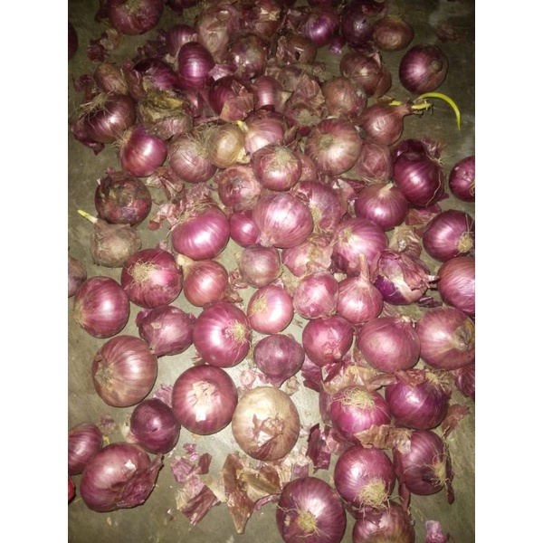 

bawang merah india super