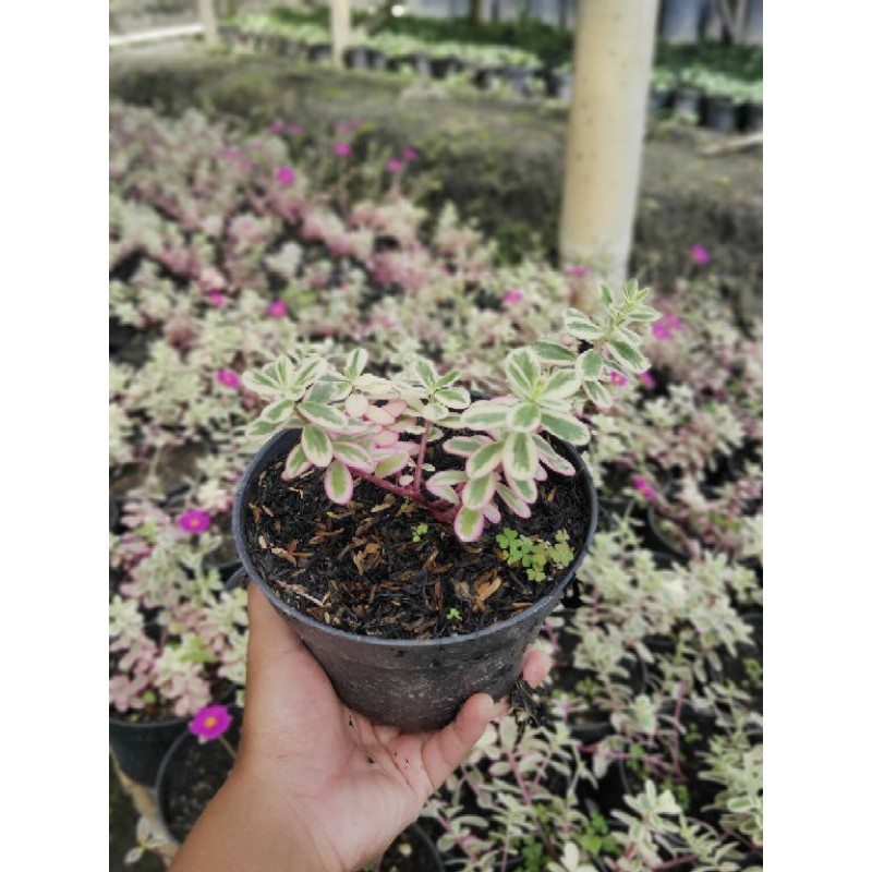 Tanaman Hias Krokot Portulaca Variegata / Krokot Variegata - TitipBibit