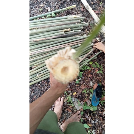 bahan suling bambu tamiang/wuluh