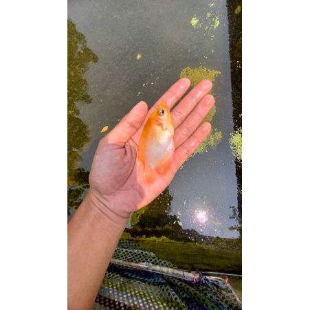 BIBIT/BENIH IKAN GURAME PADANG/GURAME PUTIH/GURAME OREN/GURAME KUNING/GURPAD (GARANSI KEMATIAN).