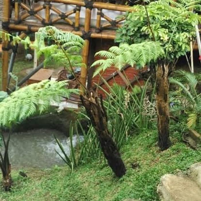 Pohon Pakis Monyet Besar 1 Meter - Tanaman Pakis Monyet - TitipBibit