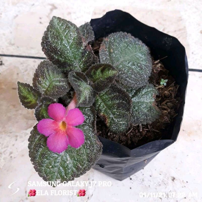 Episcia Pink Panther (hanya melayani pengiriman pulau jawa) minimal order 60 ribu bebas berbagai jen