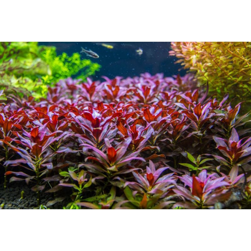 Ludwigia Glandulosa - Tanaman Aquarium Aquascape