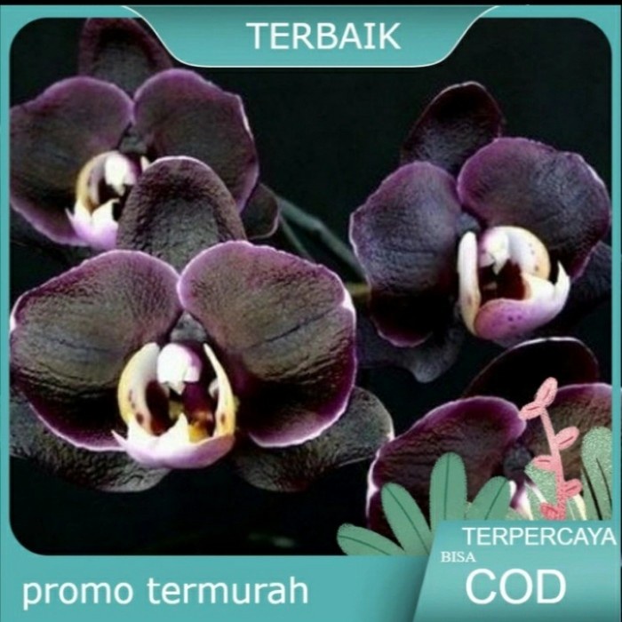 bunga anggrek dendrobium dewasa bunga hitam isi 2-3 batang Hp / Anggrek murah