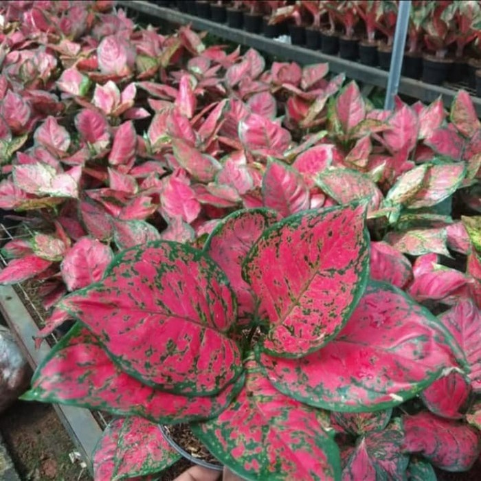 Aglonema Dud Anjamani / Aglo Dud Anjamani