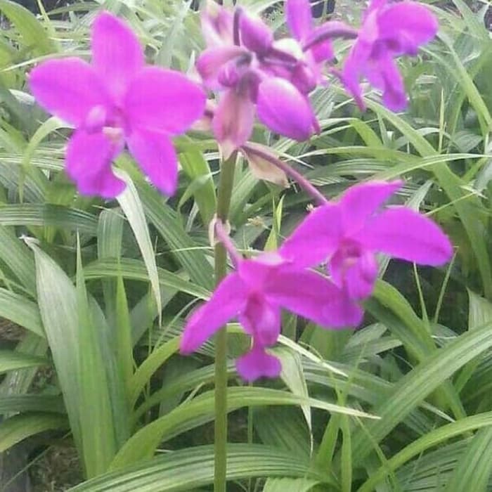 Tanaman Hias Anggrek Tanah -Tanaman Anggrek Tanah - Pohon Hidup Anggrek Tanah