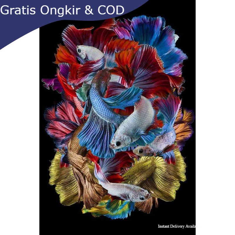 Lukisan murah poster murah hiasan dinding gambar ikan cupang adu plus bingkai ukuran 65×45