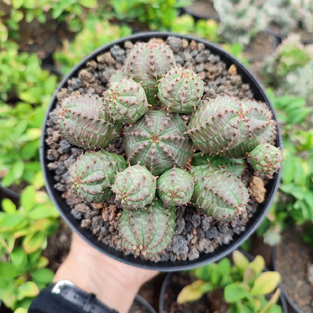 Euphorbia Pseudoglobos | D 10 Cm | Kaktus