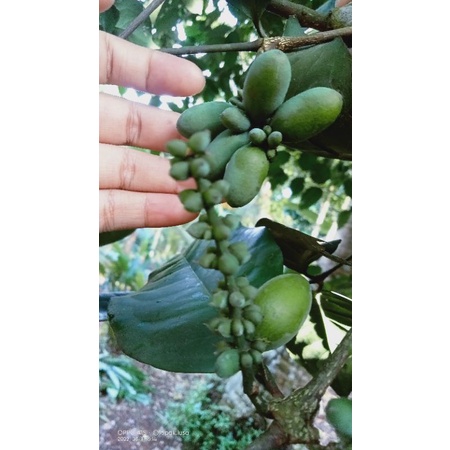 

Buah melinjo mentah segar 800 gr