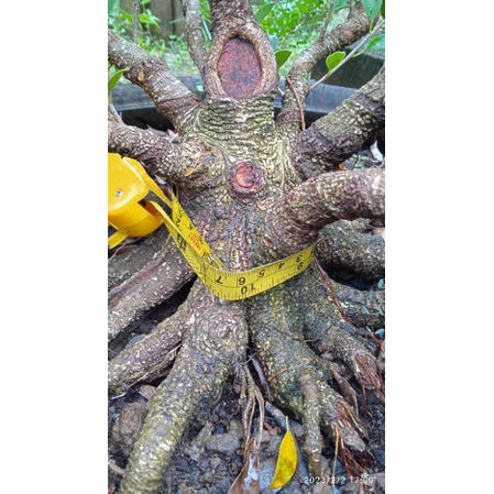 Bonsai kimeng program akar bogel the max 30cm