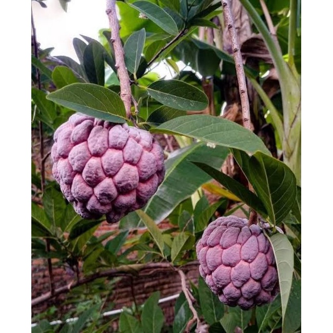 

Srikaya merah 1 buah (buah langka banyak khasiat)