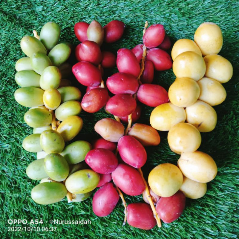 

Kurma muda promil