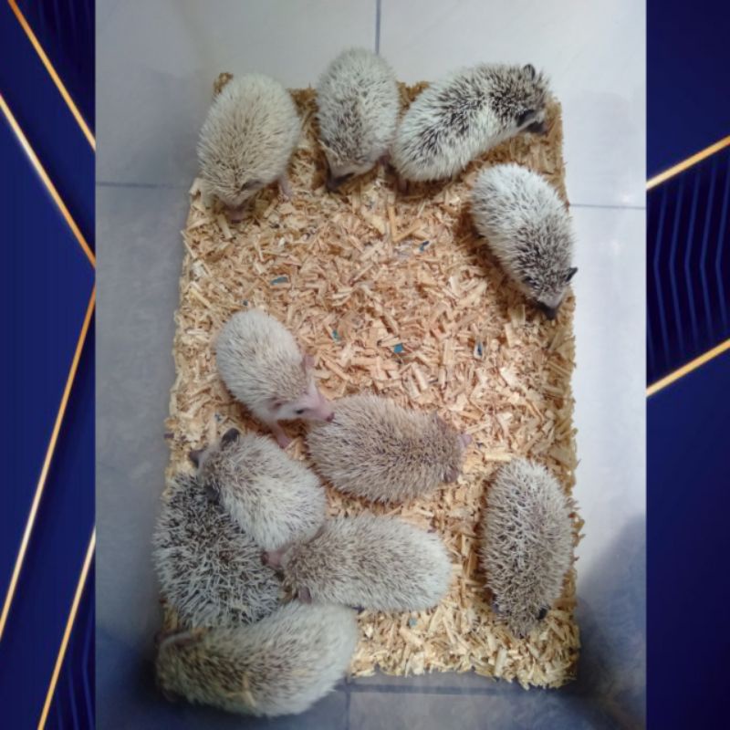 landak mini anakan jenis albino,saltpaper,pinto,cinnamon,cinnicot,brown dll