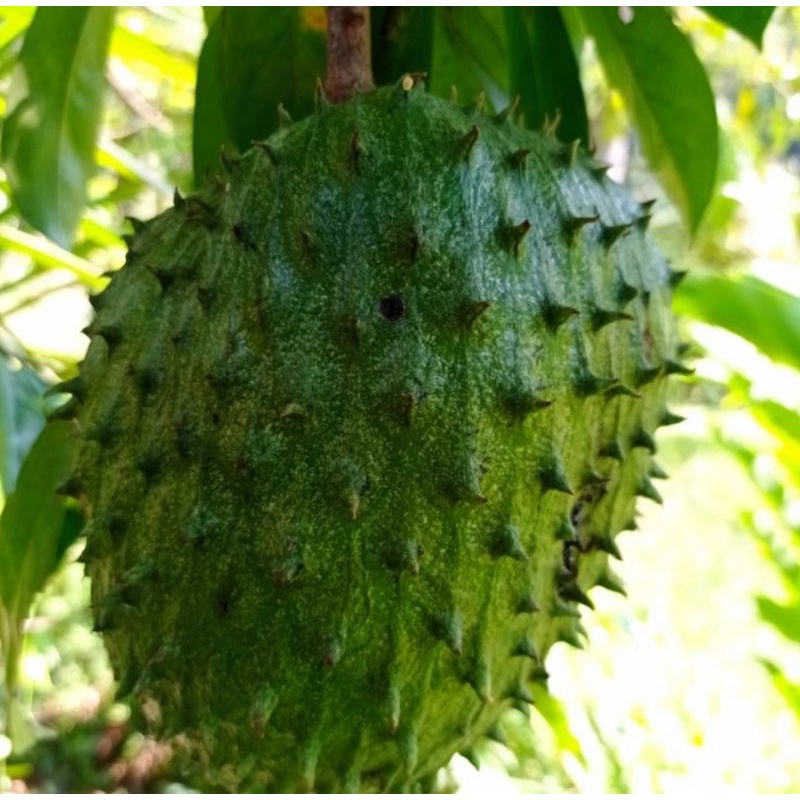 

buah sirsak setengah matang 1 butir