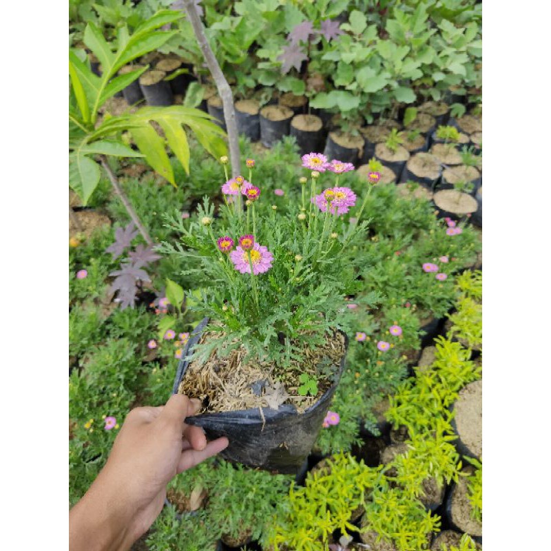 Tanaman Hias Kenikir Cosmos Daisy / Kenikir Pink Pohon Hidup - TitipBibit