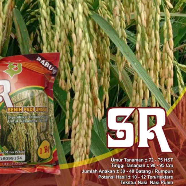 ✷ Padi Unggul SR Super Genjah Terbaru ♀