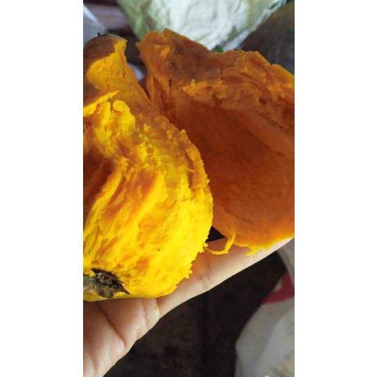 

buah alkesah sawo mentega kuning langsung petik satu kilo gram