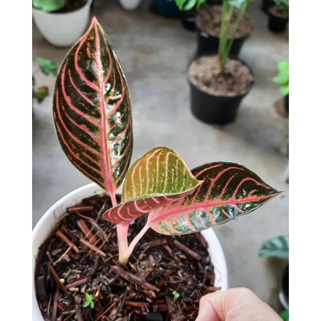 BIBIT anakan bunga aglonema anakan red sumatra