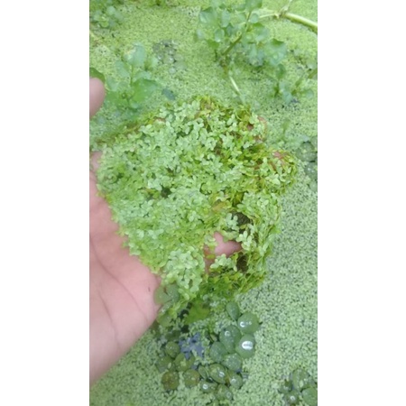 Mata lele pakan ternak 100 gram