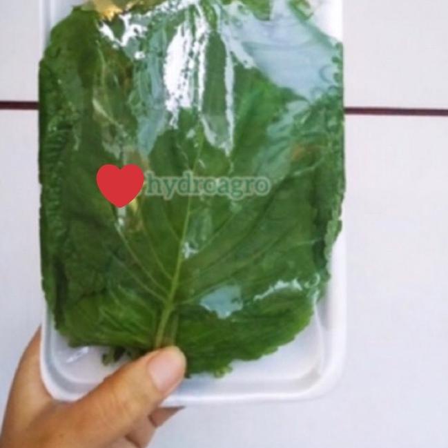 

☇ Daun Wijen Korea Korean Bbq Perilla Shiso Sesame Leaf Kkaennip Plant ♠