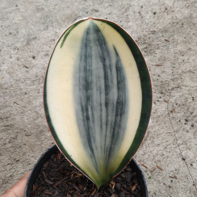 kaktus sukulen// sansevieria masoniana varigata putih