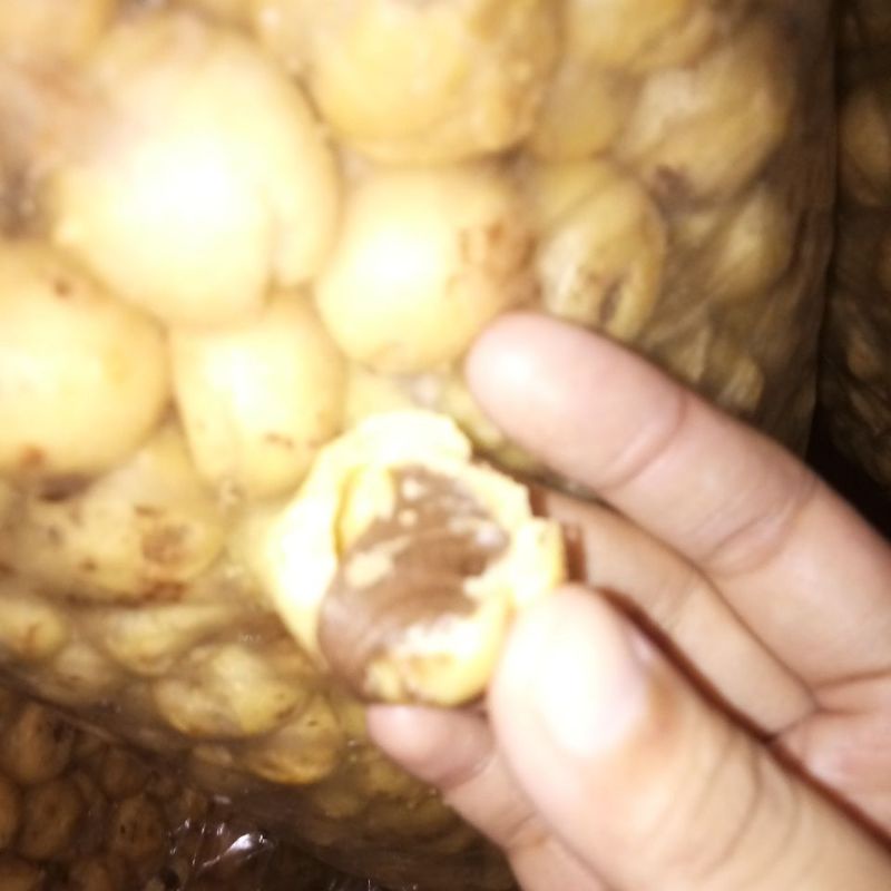 

sus coklat lumer 250gr