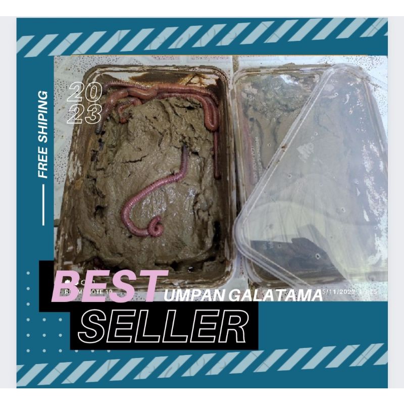 KUALITAS TERBAIK  Spesial paket 5 box CACING LAUT KUALITAS SUPER BESAR