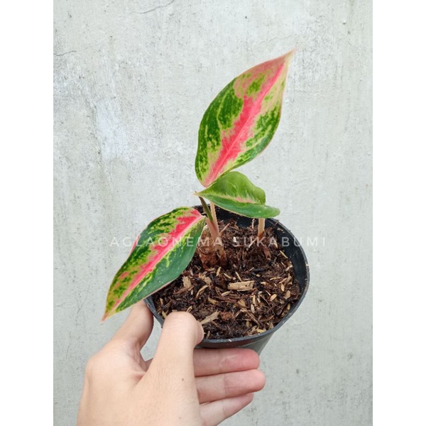 aglonema red ndot aglaonema anakan isi 2