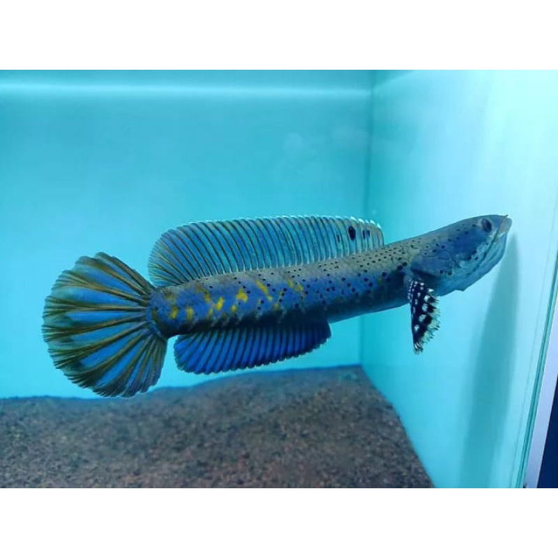 blue pulchra original size 9-15 cm