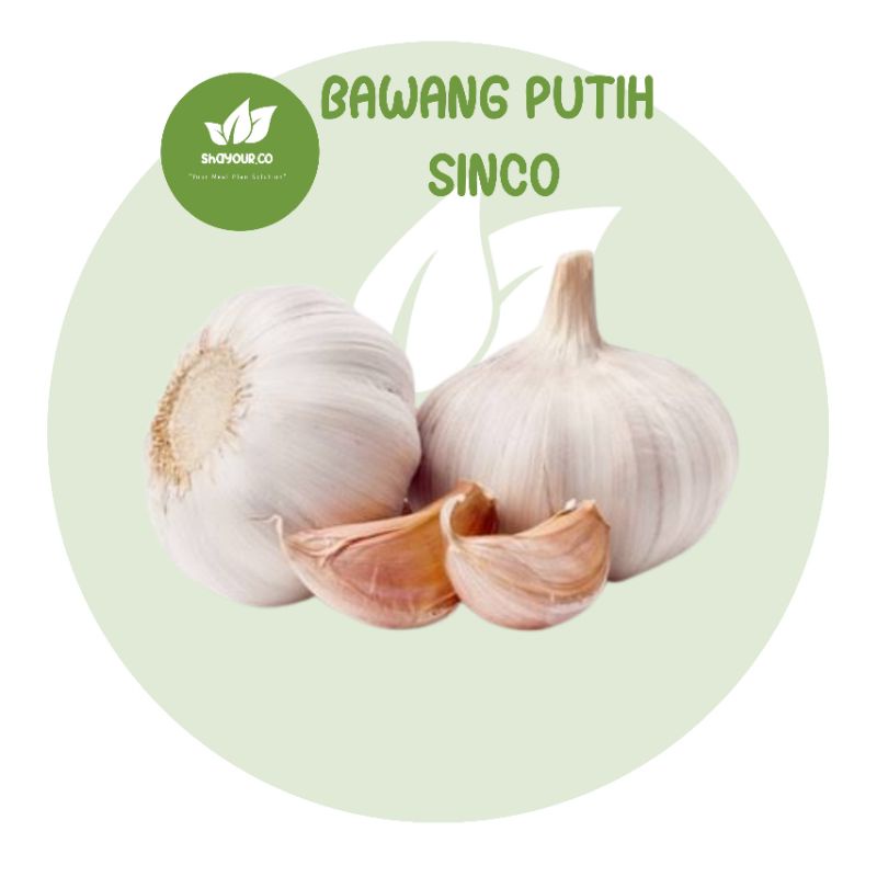 

Bawang Putih - shayour.co